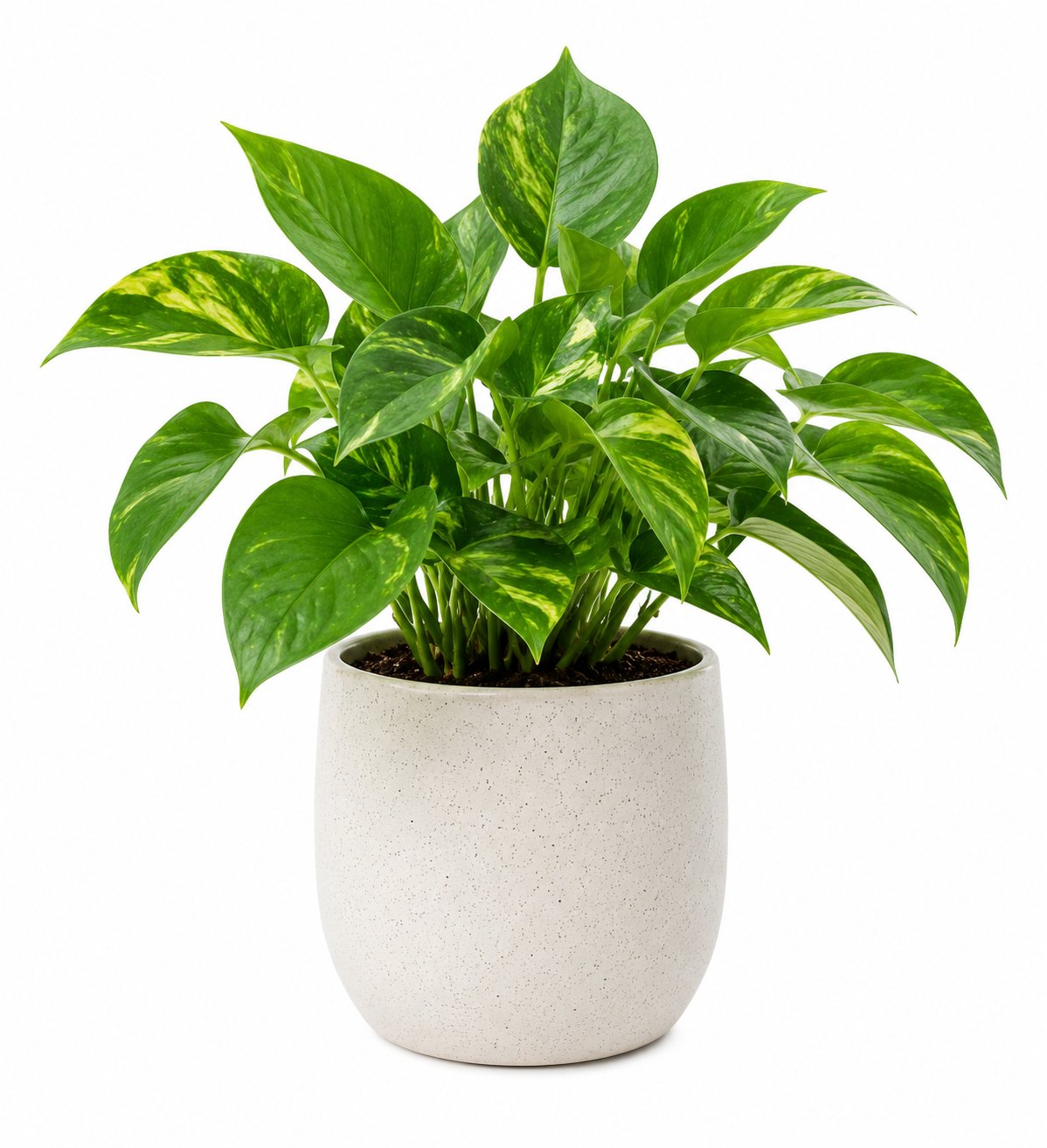 variegated pothos plant in a pot on a white, blank background.